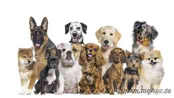 Hundetrainer verrät seine Top‑3-Familienhunde – doch einer spaltet das Netz