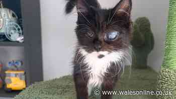 Lives of 146 cats in danger as Welsh rescue centre forced to make call for help