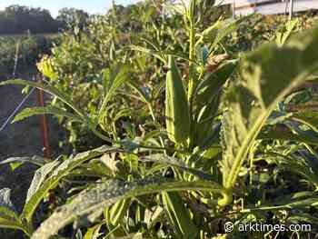 Dreaded okra crop brings visions of the afterlife