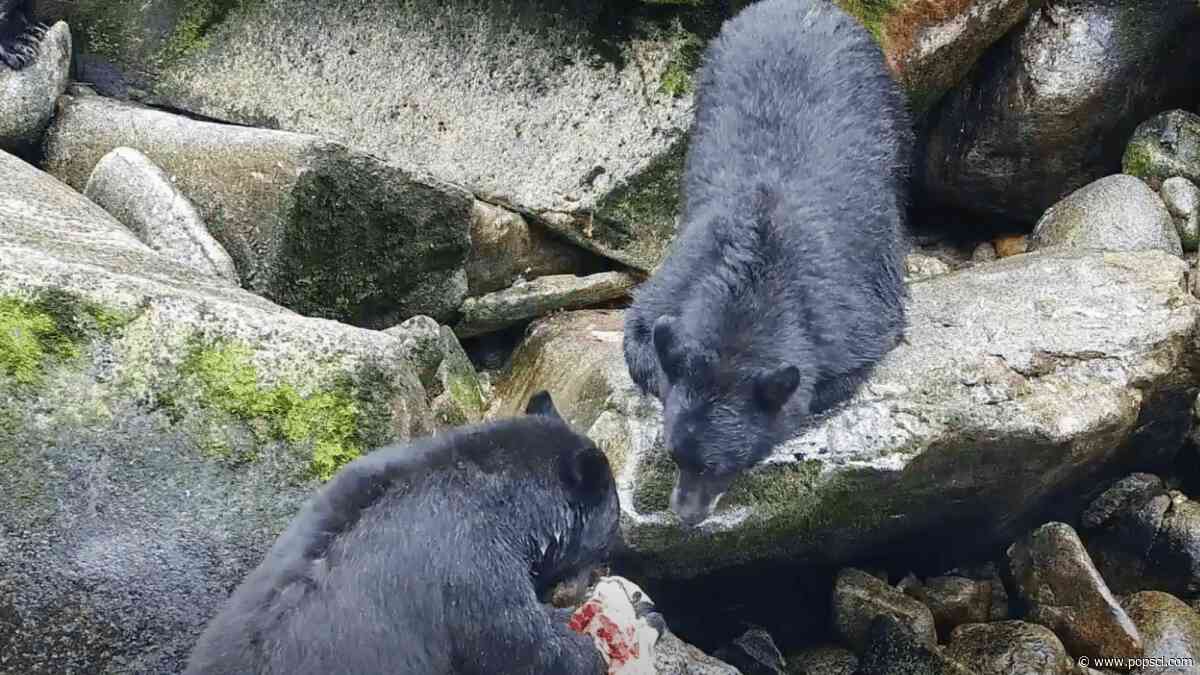 Extremely chill bear named Paul wins a Dude-approved award