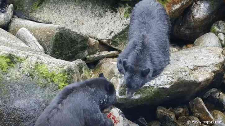 Extremely chill bear named Paul wins a Dude-approved award