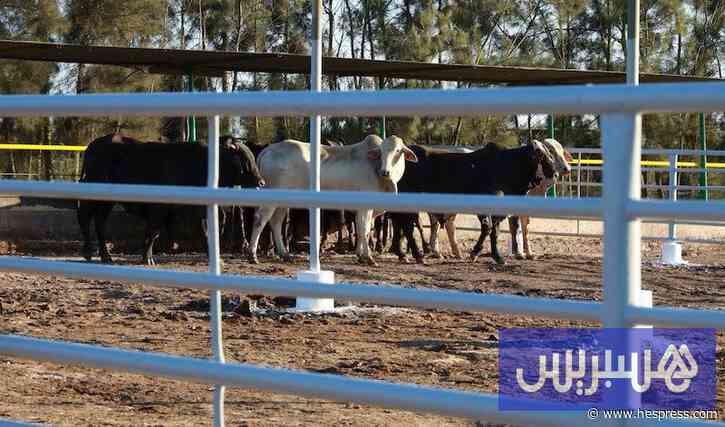بوانو ينتقد استيراد الماشية من الخارج