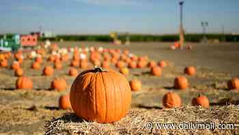 California pumpkin patch closes after five visitors are sickened with potentially deadly bacteria E. coli