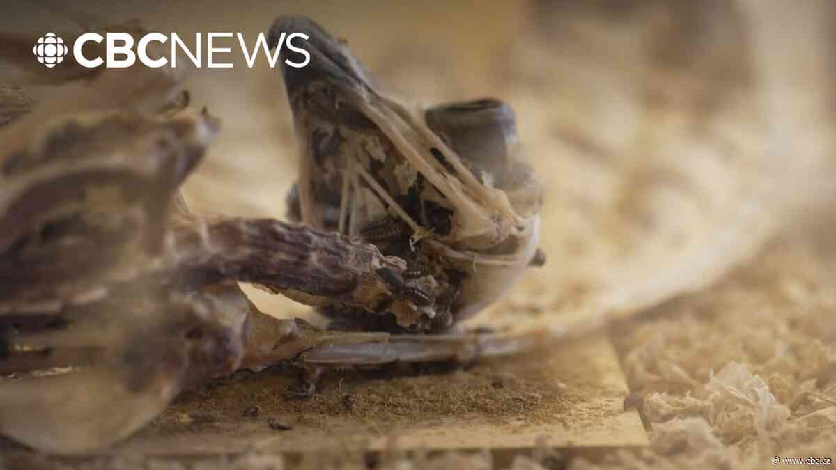 Meet this museum’s  flesh-eating clean-up crew