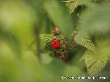 Growing Things: Can I prune my raspberries in the fall?