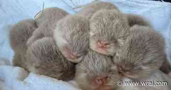 Surprise! Fort Fisher Aquarium welcomes five new otter pups