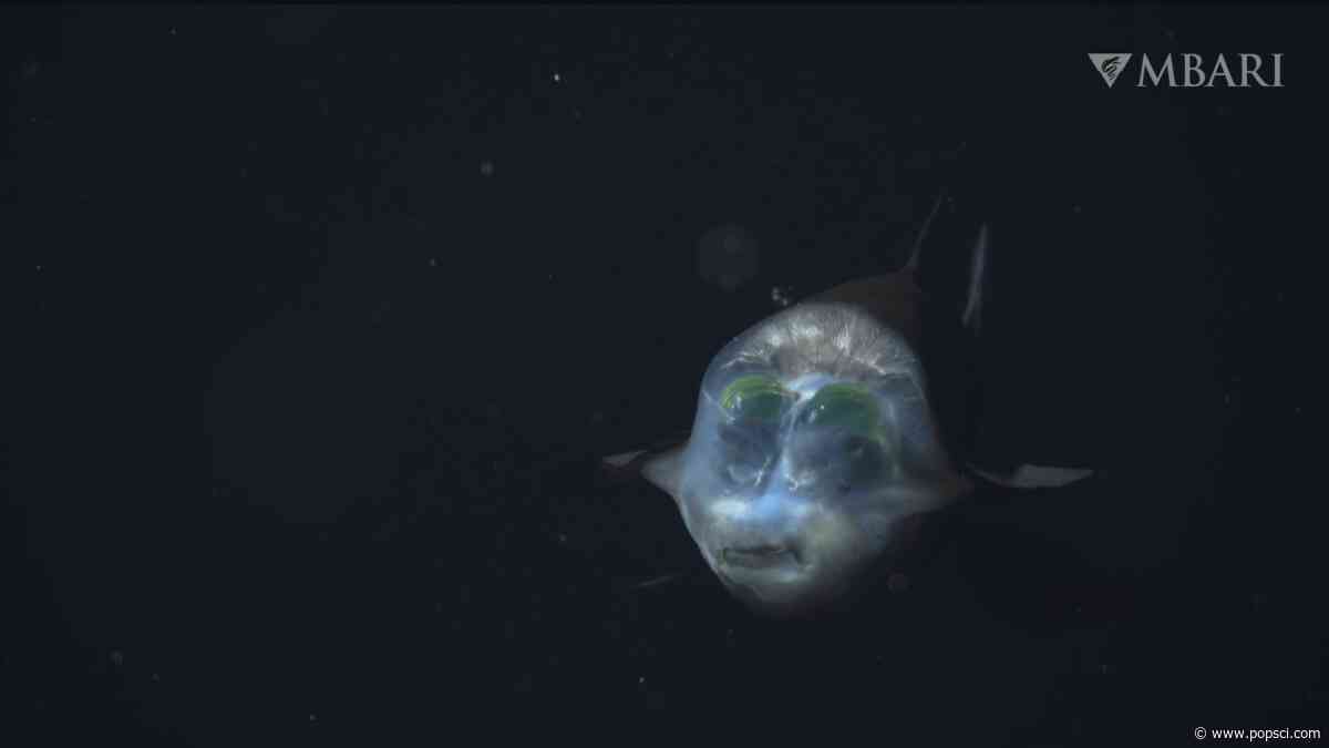 Rare glob-eyed fish spotted in ocean’s twilight zone