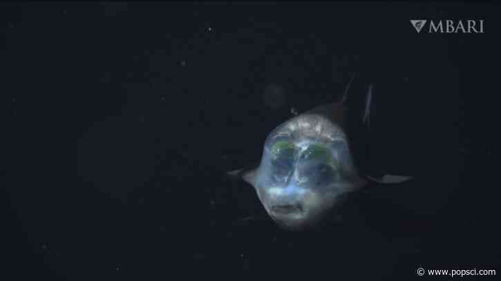 Rare glob-eyed fish spotted in ocean’s twilight zone