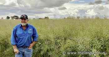 Sowing canola deep or dry? Two Parkes growers make opposite calls