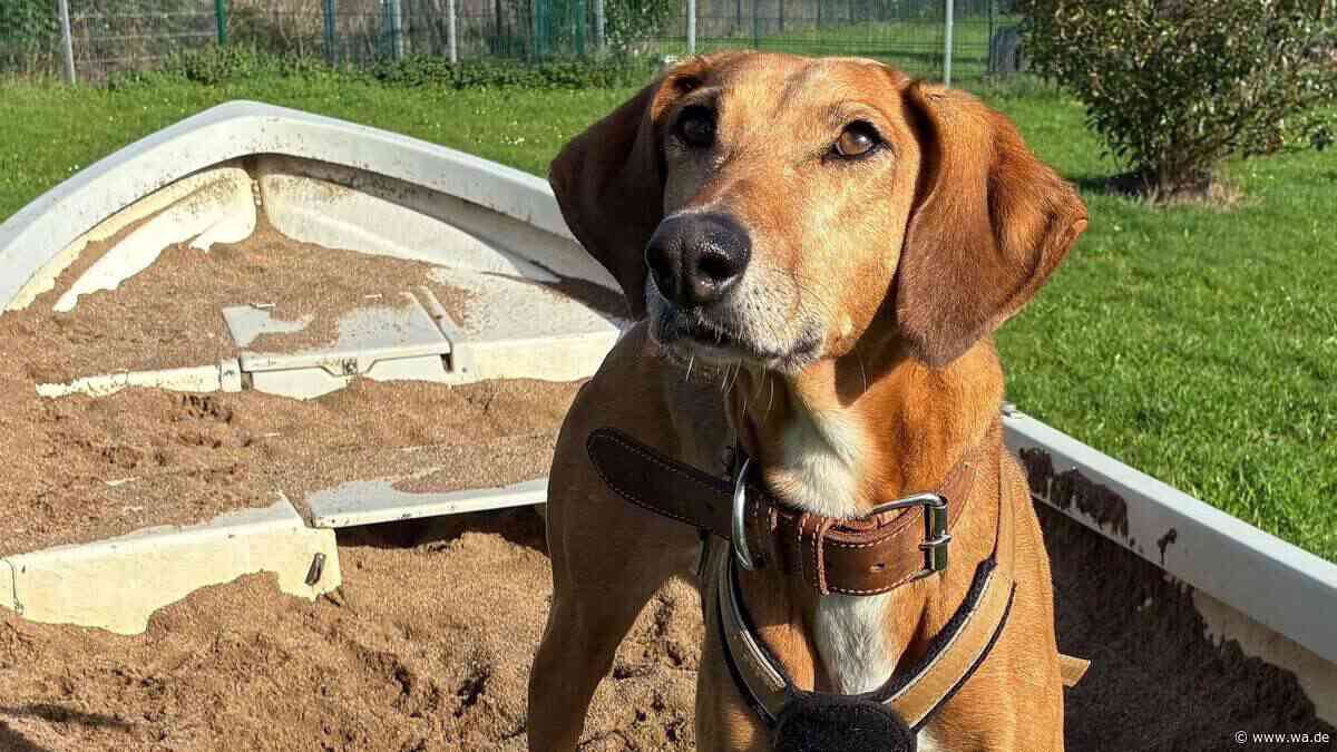 Yuna wurde „immer dünner“: Hündin litt im Tierheim – und niemand will sie