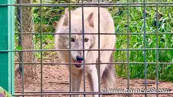 5 Things to Know about Central Florida's hidden wolf sanctuary