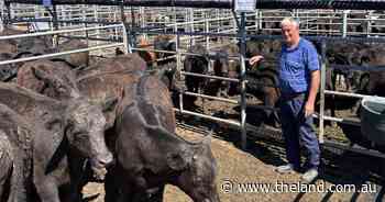 Feed versus need: producers weigh up early market sales with high returns