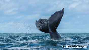 How Two Fluke Photos Revealed a Humpback Had Crossed the World
