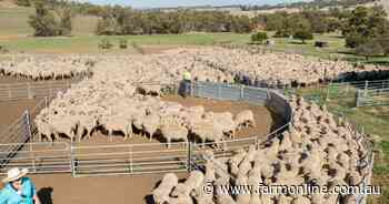 As spring sheep yardings climb in southern states, lamb prices persist
