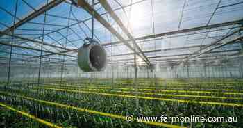 How this protected cropping operation is delivering the perfect eggplant