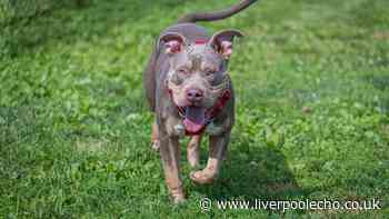 New law affecting 5 dog breeds takes effect Sunday — criminal offence
