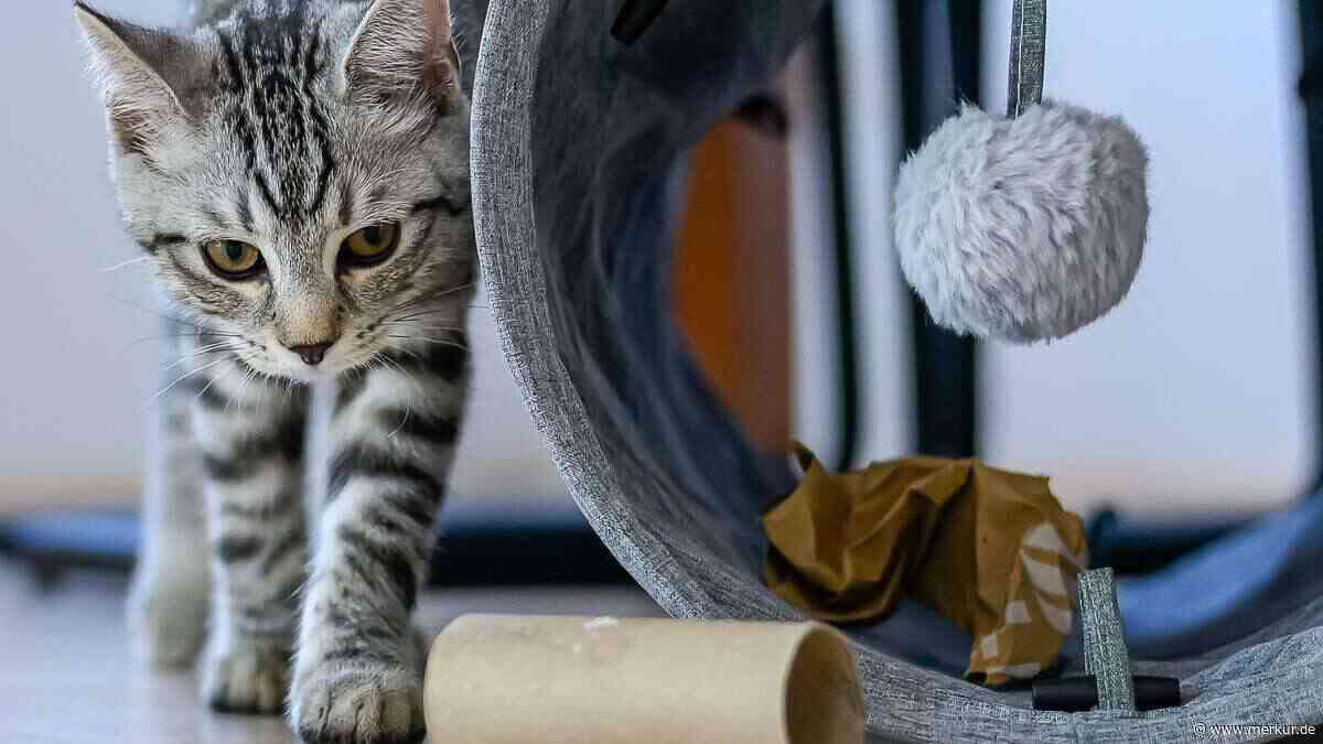 Einfach und genial: Mit diesen Ideen beschäftigen Sie Ihre Katze in der Wohnung sinnvoll und kostengünstig