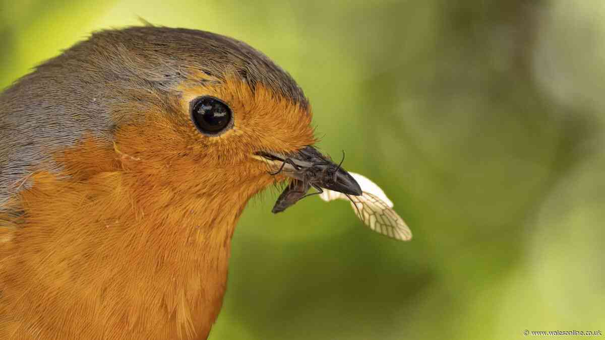 Gardeners' World shares best way to attract robins to your garden