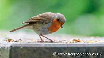 Gardeners' World says leave out one thing to entice robins this winter