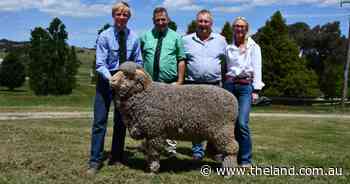 Laggan district buoys Thalabah Merino ram sale as buyers compete for the best