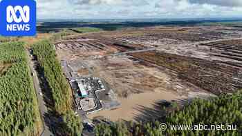 Anger after Google cuts 500 hectares of trees for data centres in Finland