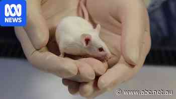 Mouse welfare debate amid plan for NSW plastics recycling factory