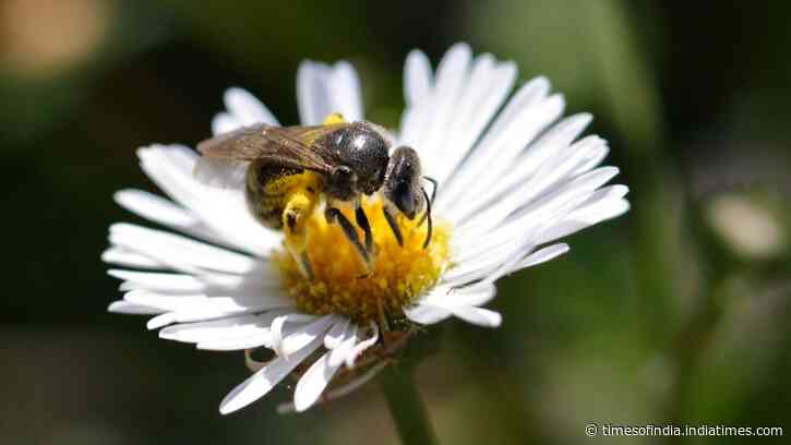 Australia’s stingless bees may help fight antibiotic resistance
