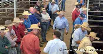Rains put cattle market 'into overdrive': low numbers no problem at Forbes