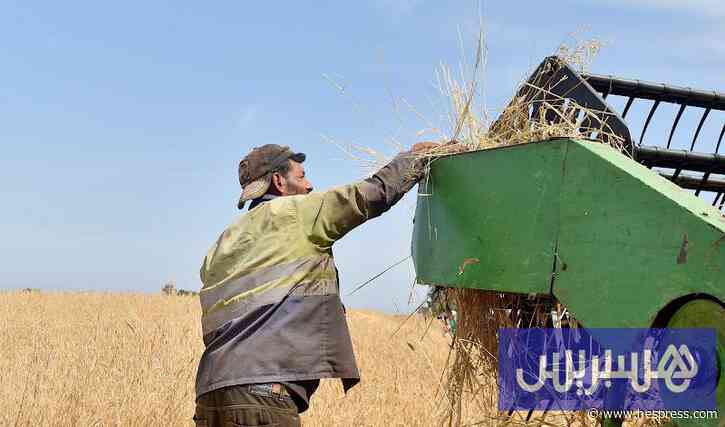 انتشار القوارض يؤرق فلاحين بشيشاوة