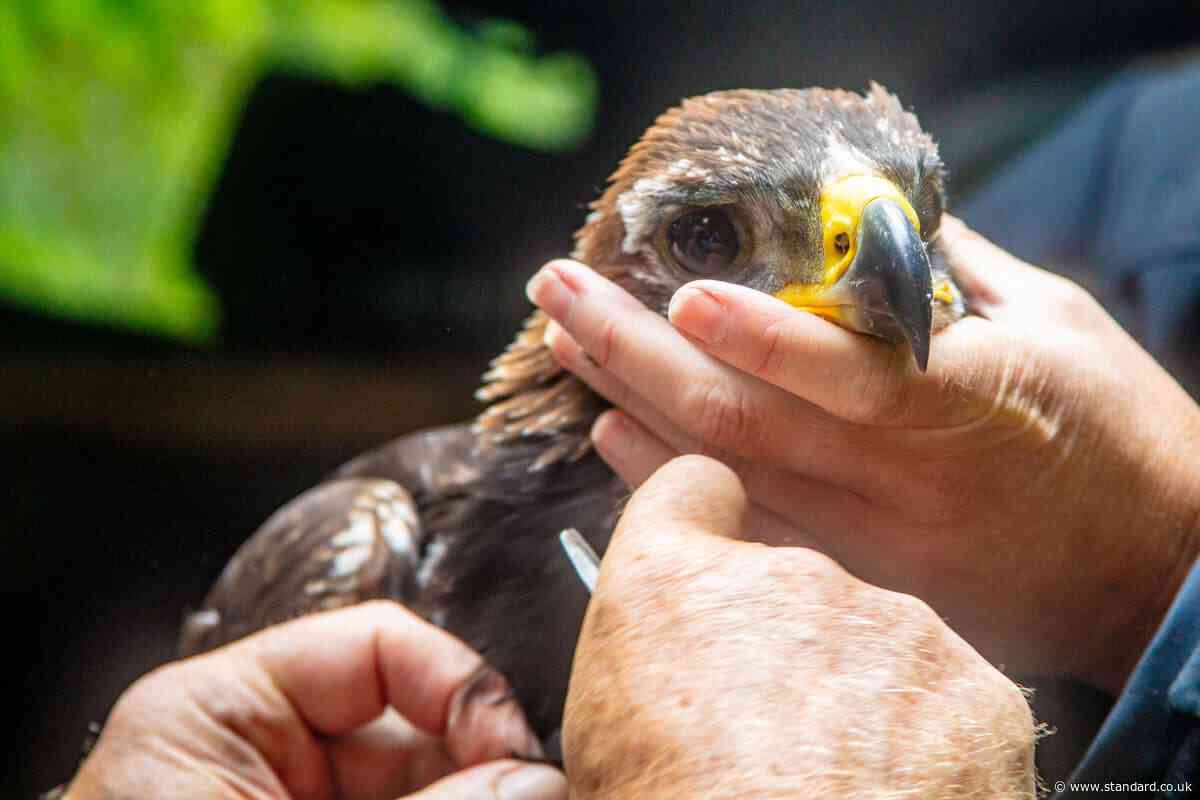 ‘Significant milestone’ as golden eagle chick fledges from grouse moor