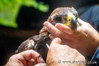 ‘Significant milestone’ as golden eagle chick fledges from grouse moor