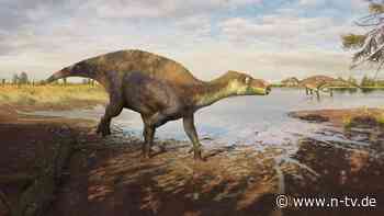 Fünf Meter langer Sumpfbewohner: Neue Dinosaurier-Art entdeckt - Fossil lag Jahrzehnte in Museum