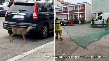 Reh verirrt sich in der Neu-Ulmer Innenstadt: So lief der tierische Rettungseinsatz ab