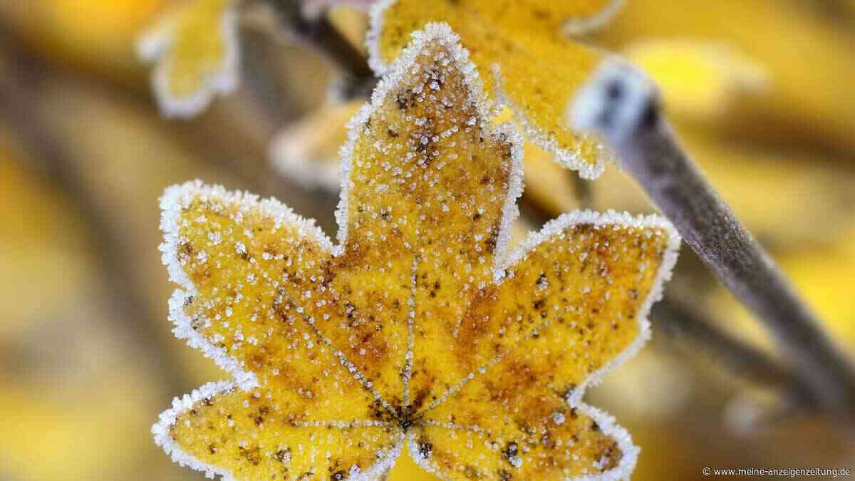 Gartenarbeit im Herbst: sechs Dinge, die im Winter schaden können