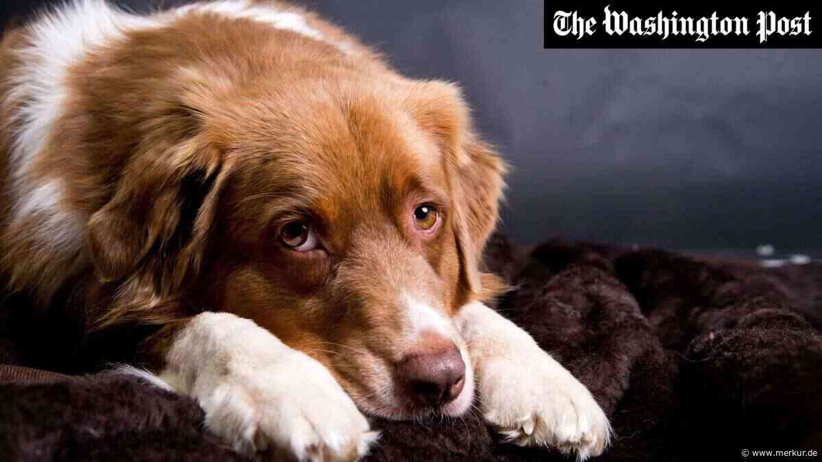 8 Anzeichen, dass Ihr Hund möglicherweise depressiv ist – und was Sie dagegen tun können