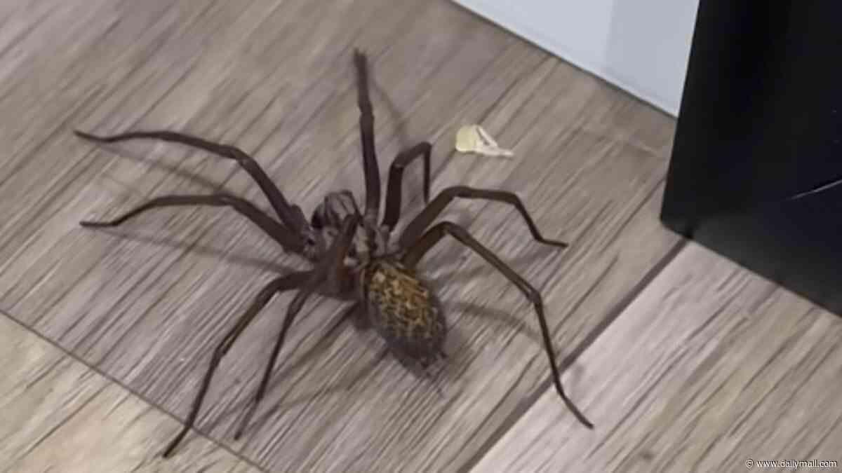 Why your house is teeming with spiders: Horrified Brits say their homes are crawling with eight-legged critters - here's what's behind the invasion