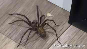 Why your house is teeming with spiders: Horrified Brits say their homes are crawling with eight-legged critters - here's what's behind the invasion