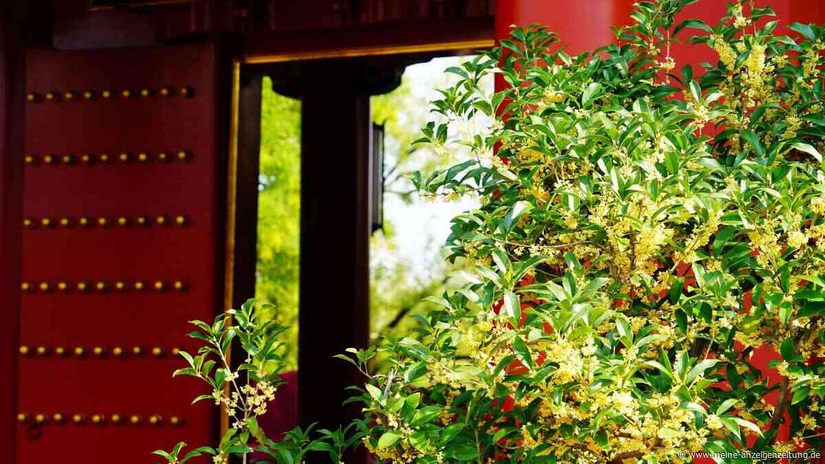 Immergrün, duftend, anspruchsvoll: Diese chinesische Pflanze verspricht Glück und Wohlstand