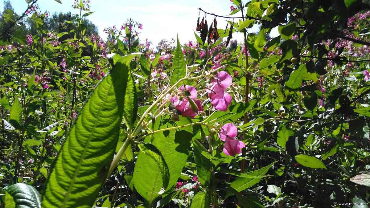 Springkraut schleudert Samen meterweit: Schäftlarn kämpft gegen Neophyten
