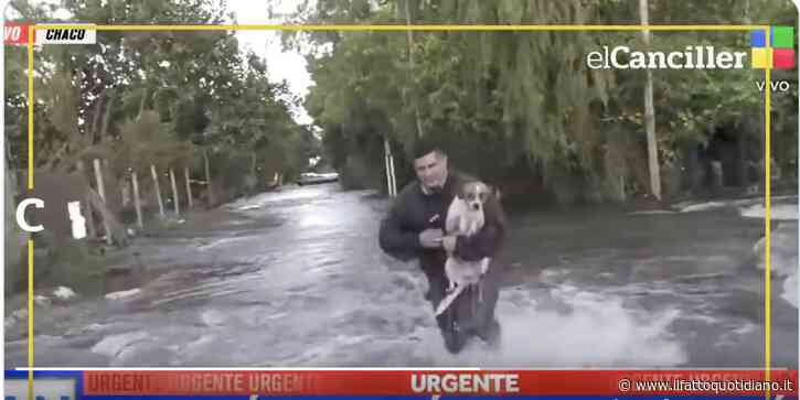 “L’unica cosa importante era salvargli la vita”: giornalista interrompe la diretta per salvare un cane travolto dall’alluvione, la storia di Alejandro e Bartolito
