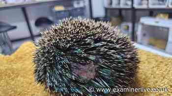 Hedgehog dies 'screaming in pain' as spines 'melt' after being spray-painted to look like Sonic
