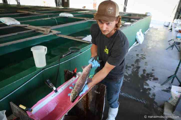 ‘Very hopeful’: Syilx Okanagan keep eyes and ears out as sockeye salmon return to Upper Columbia