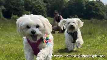 Speeding driver killed woman and her two dogs days before Christmas