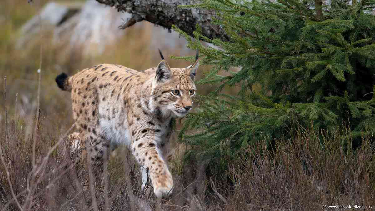 Bid to reintroduce lynx in Northumberland suffers major setback