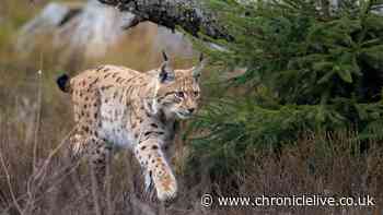 Bid to reintroduce lynx in Northumberland suffers major setback
