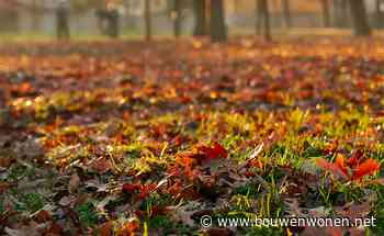 Tuintips voor november: voorbereiden op de winter met slimme onderhoudsideeën