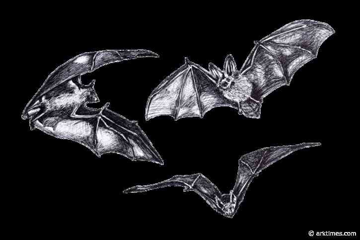 Winging it: The Observer comes face-to-face with a bat