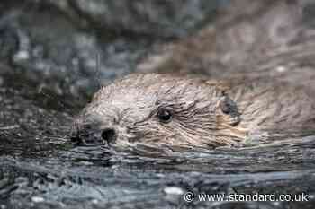 Beavers to return to waters around Loch Ness 500 years after last sighting