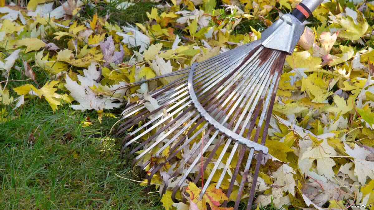 Bevor der Dauerfrost kommt: Neun Gartenaufgaben, die Sie jetzt nicht vergessen dürfen