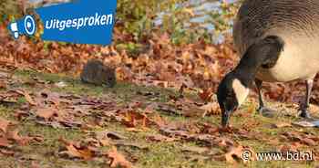 Lezers over rattenoverlast: ‘Leeg afvalcontainers vaker en maak het goedkoper’